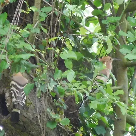 Roquepoix, Escale Au Pour Sillonner Le Gers Ferienhaus *