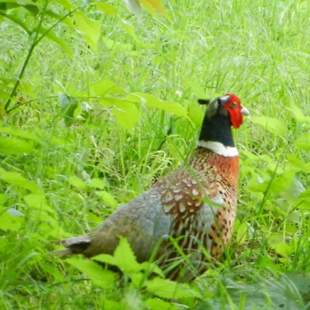 Roquepoix, Escale Au Pour Sillonner Le Gers * Mirepoix (Gers)